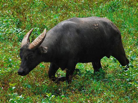dangerous animals in the philippines|Threatened Species of Philippines .